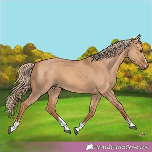 Horse Color:Unknown 