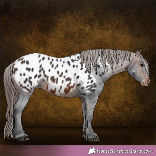 Horse Color:Brown Appaloosa 