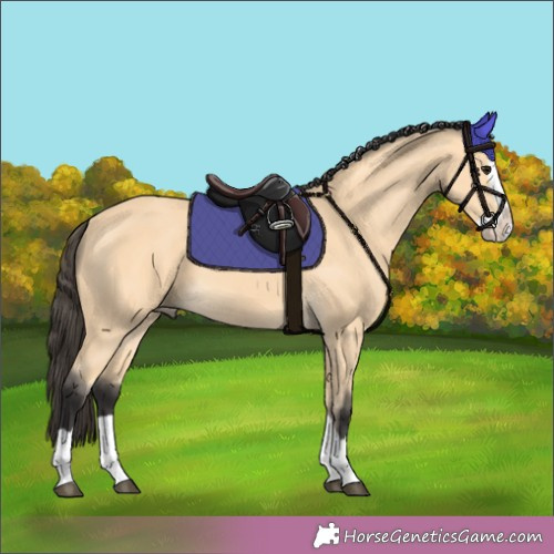 Horse Color:Buckskin Splash 
