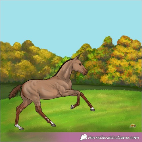 Horse Color:Unknown 