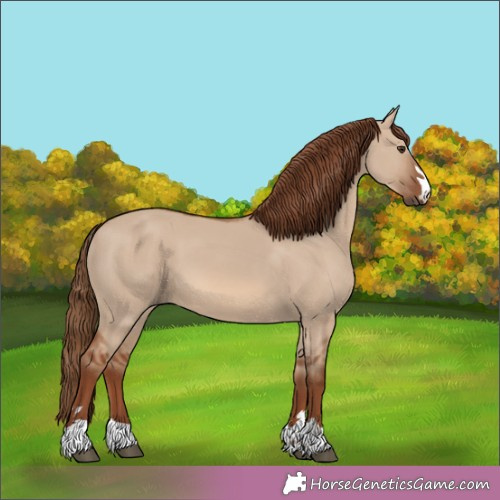 Horse Color:Unknown 