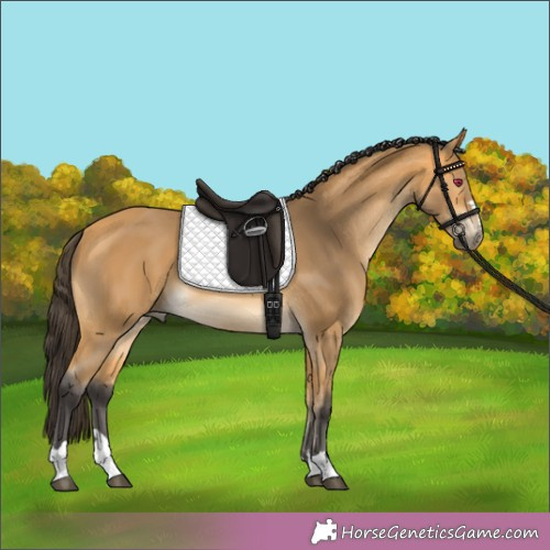 Horse Color:Buckskin 