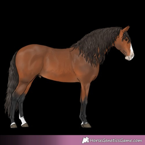 Horse Color:Bay Splash 