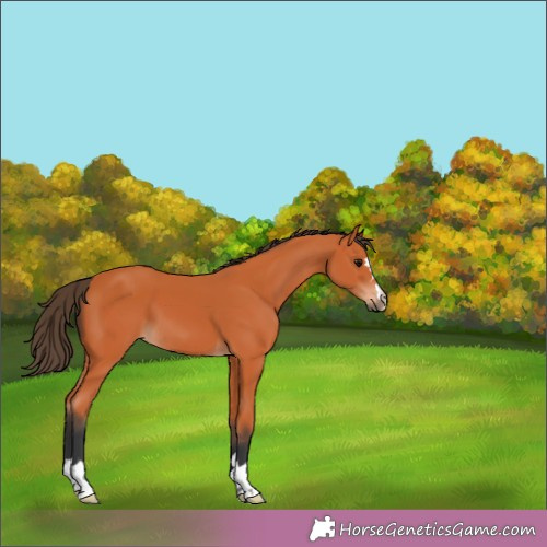 Horse Color:Unknown 
