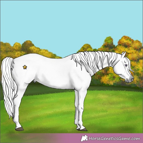 Horse Color:Chestnut Chinchilla