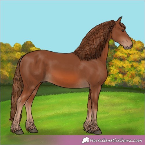 Horse Color:Unknown 
