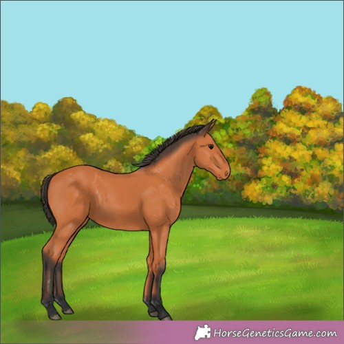 Horse Color:Unknown 