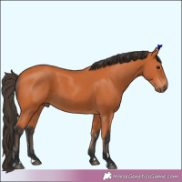 Horse Color:Unknown 