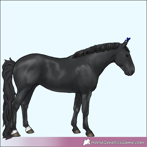 Horse Color:Unknown 