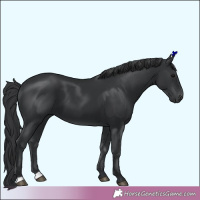 Horse Color:Unknown 