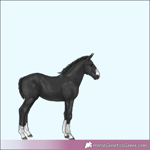 Horse Color: Unknown 