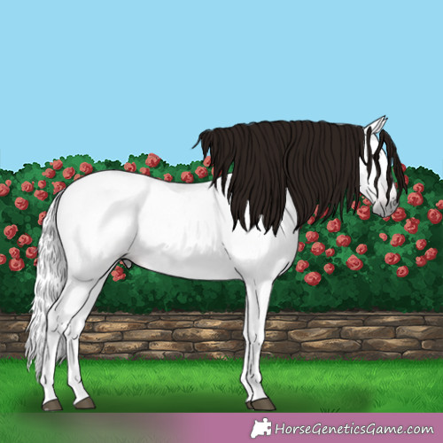 Horse Color:Gray Bay 