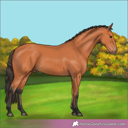 Horse Color:Unknown 