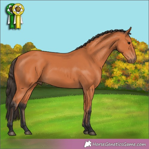 Horse Color:Unknown 