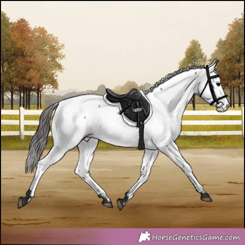 Horse Color:Brown Appaloosa 