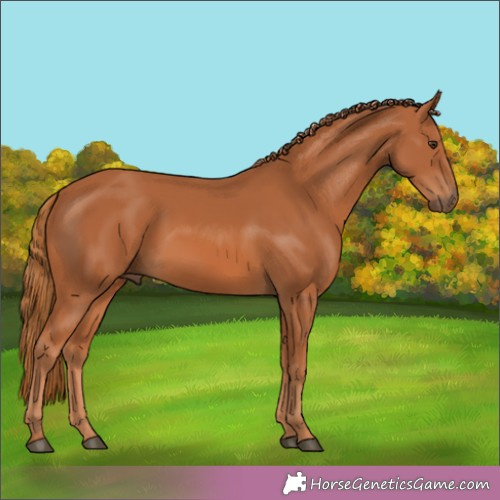 Horse Color:Chestnut 