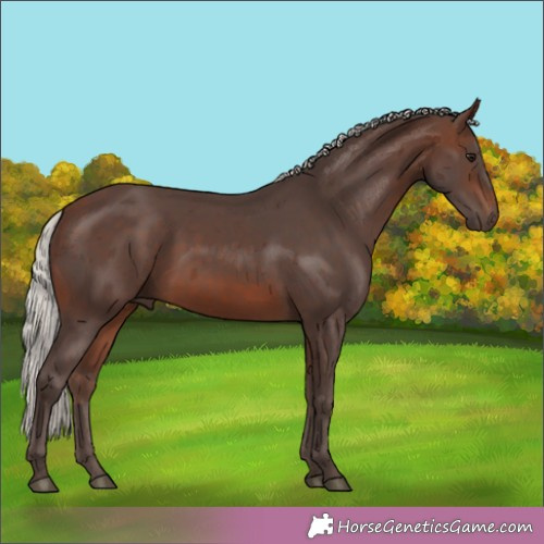 Horse Color:Silver Brown Merle