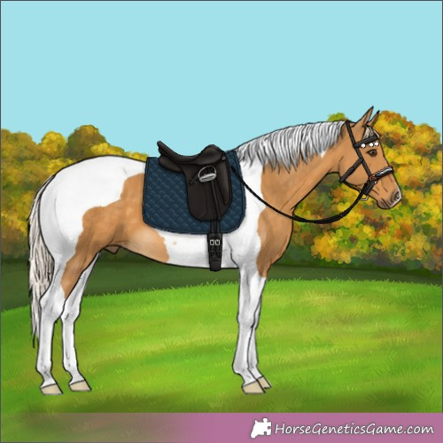 Horse Color:Palomino Tobiano