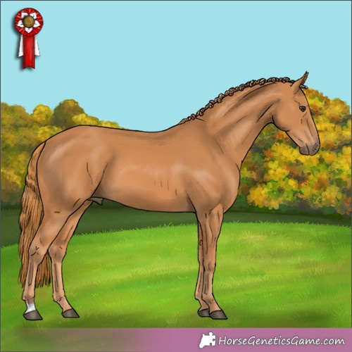 Horse Color:Unknown 
