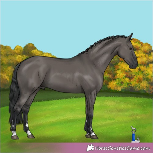 Horse Color:Unknown 