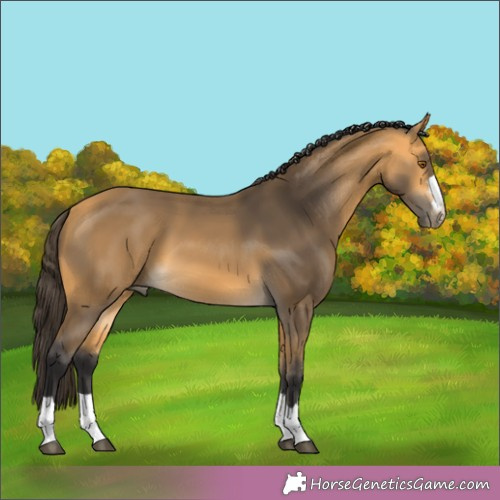Horse Color:Pseudo Buckskin 