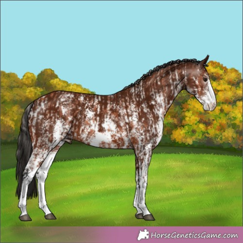 Horse Color:Bay Sabino Rabicano  and Gray Bay Sabino Rabicano 