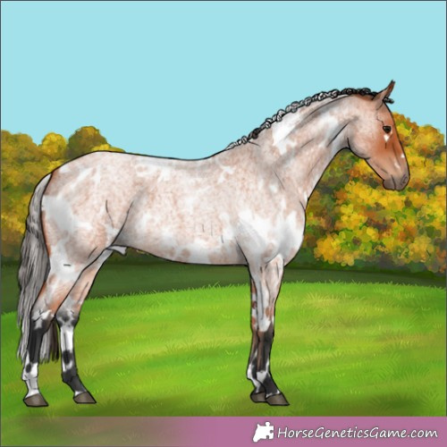 Horse Color:White Spotted Bay Roan 