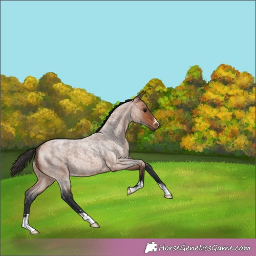 Horse Color:Bay Roan