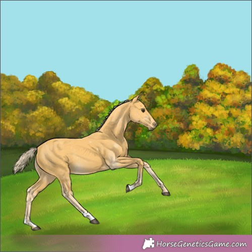 Horse Color:Palomino