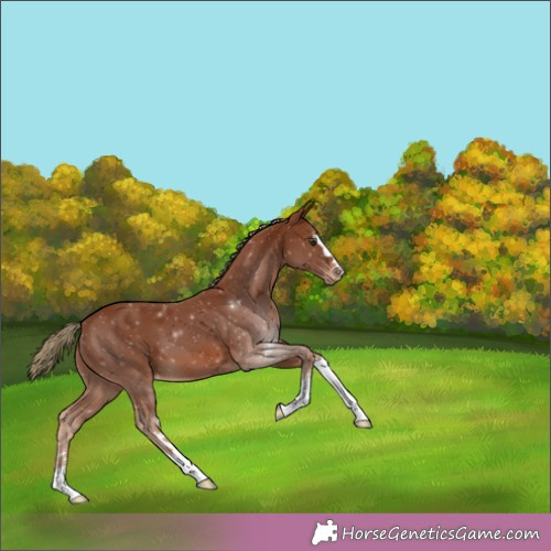 Horse Color:Chestnut Varnish 