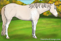 Horse Color:White Spotted Perlino