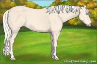 Horse Color:Cremello Sabino 