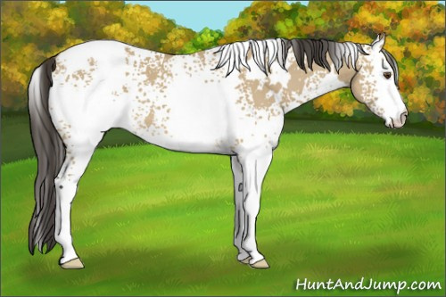 Horse Color: White Spotted Buckskin Dun 