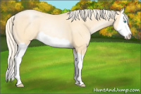 Horse Color:Palomino Pearl Splash Rabicano 