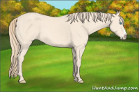 Horse Color:Perlino Sabino Splash 