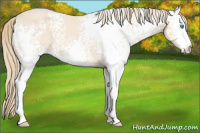 Horse Color:White Spotted Perlino 