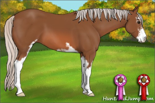 Horse Color: Silver Bay Sabino 