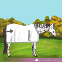 Horse Color:Liver Chestnut Sabino Appaloosa 