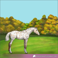 Horse Color:Silver Bay Dun Sabino Near Leopard 