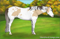 Horse Color:Sable Cream Champagne Dun Splash Tobiano