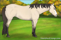 Horse Color:Buckskin Dun Splash Rabicano 