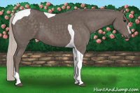 Horse Color:Silver Black Sabino Tobiano