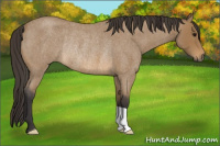 Horse Color:Buckskin Roan Rabicano 