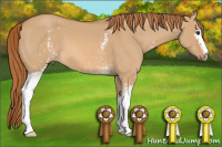 Horse Color:White Spotted Red Dun 
