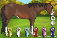 Horse Color:Bay Sabino