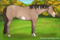 Horse Color:Amber Champagne Frame 