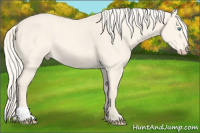 Horse Color:Cremello Dun 