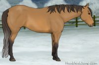 Horse Color:Buckskin 