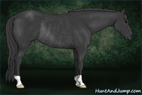 Horse Color:Black Rabicano