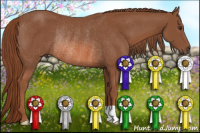 Horse Color:Chestnut Rabicano 